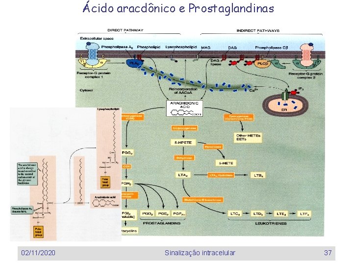 Ácido aracdônico e Prostaglandinas 02/11/2020 Sinalização intracelular 37 