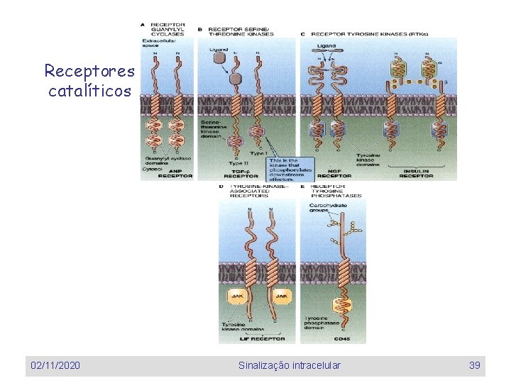 Receptores catalíticos 02/11/2020 Sinalização intracelular 39 