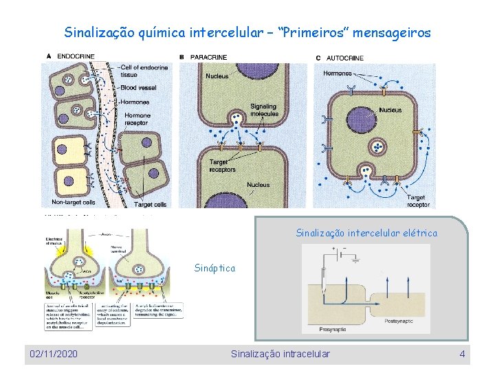 Sinalização química intercelular – “Primeiros” mensageiros Sinalização intercelular elétrica Sináptica 02/11/2020 Sinalização intracelular 4 Sinalização química intercelular – “Primeiros” mensageiros Sinalização intercelular elétrica Sináptica 02/11/2020 Sinalização intracelular 4