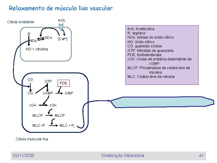 Relaxamento de músculo liso vascular ACh Célula endotelial R NOs [Ca Ca 2+] NO