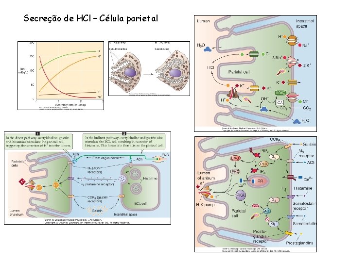 Secreção de HCl – Célula parietal Secreção de HCl – Célula parietal