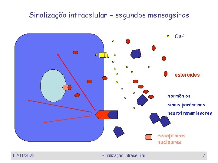 Sinalização intracelular – segundos mensageiros Ca 2+ esteroides hormônios sinais parácrinos neurotransmissores receptores nucleares