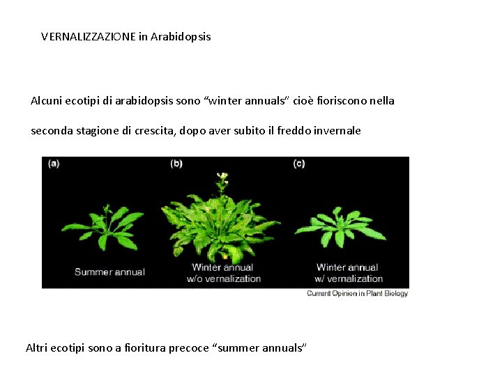 VERNALIZZAZIONE in Arabidopsis Alcuni ecotipi di arabidopsis sono “winter annuals” cioè fioriscono nella seconda