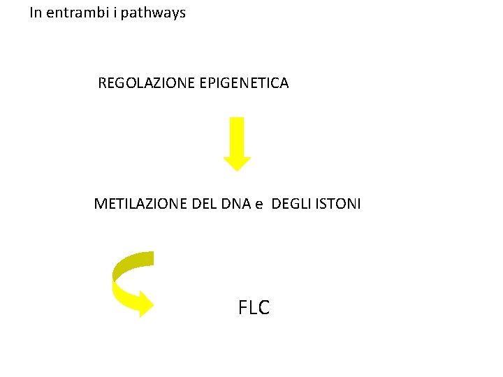 In entrambi i pathways REGOLAZIONE EPIGENETICA METILAZIONE DEL DNA e DEGLI ISTONI FLC 