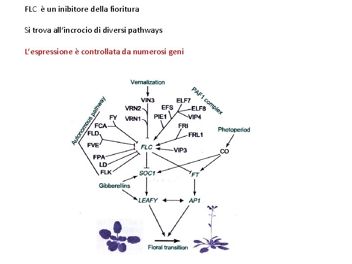 FLC è un inibitore della fioritura Si trova all’incrocio di diversi pathways L’espressione è