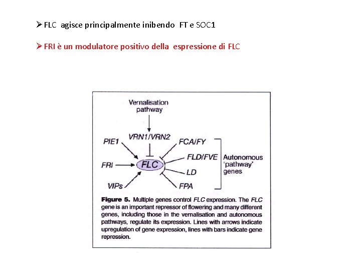 ØFLC agisce principalmente inibendo FT e SOC 1 ØFRI è un modulatore positivo della