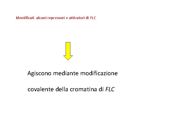 Identificati alcuni repressori e attivatori di FLC Agiscono mediante modificazione covalente della cromatina di