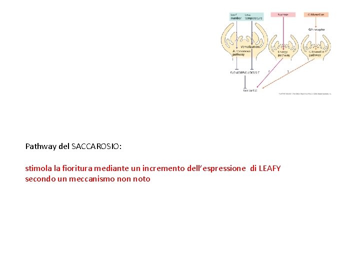 Pathway del SACCAROSIO: stimola la fioritura mediante un incremento dell’espressione di LEAFY secondo un