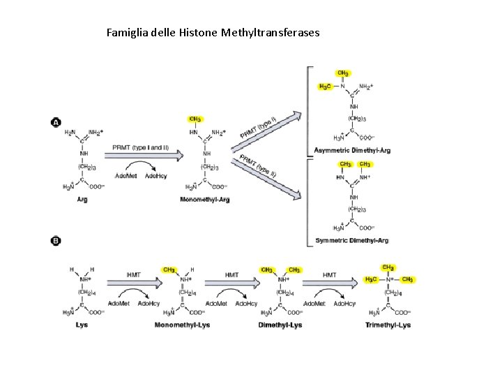 Famiglia delle Histone Methyltransferases 