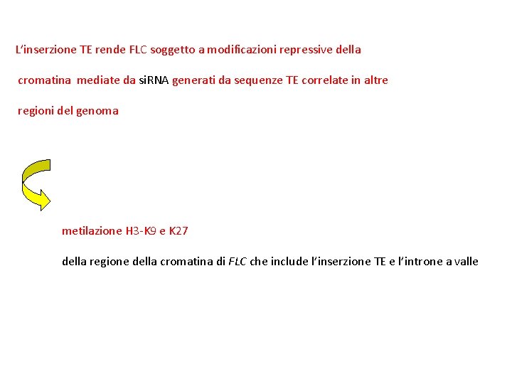 L’inserzione TE rende FLC soggetto a modificazioni repressive della cromatina mediate da si. RNA