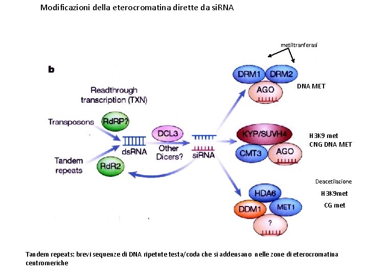 Modificazioni della eterocromatina dirette da si. RNA metiltranferasi DNA MET H 3 K 9