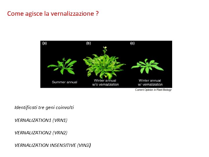 Come agisce la vernalizzazione ? Identificati tre geni coinvolti VERNALIZATION 1 (VRN 1) VERNALIZATION