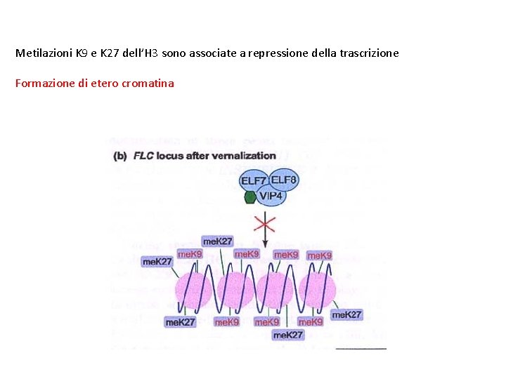 Metilazioni K 9 e K 27 dell’H 3 sono associate a repressione della trascrizione