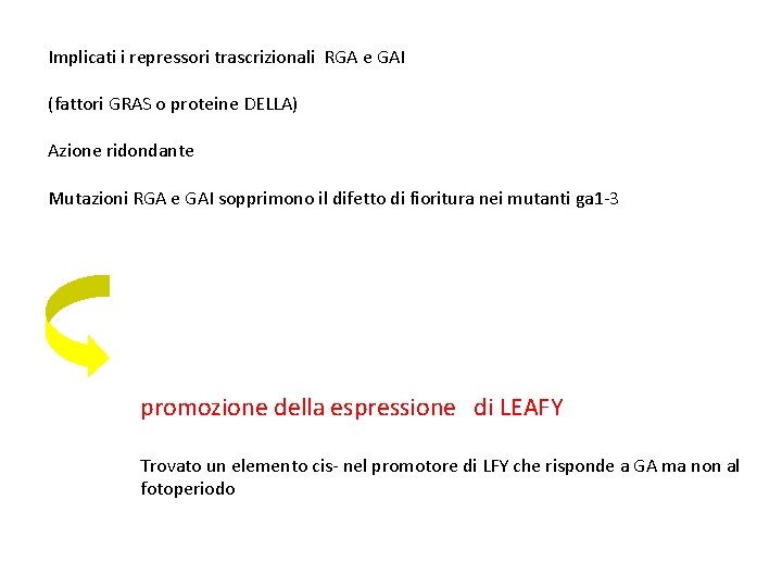 Implicati i repressori trascrizionali RGA e GAI (fattori GRAS o proteine DELLA) Azione ridondante