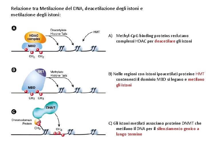 Relazione tra Metilazione del DNA, deacetilazione degli istoni e metilazione degli istoni: A) Methyl-Cp.