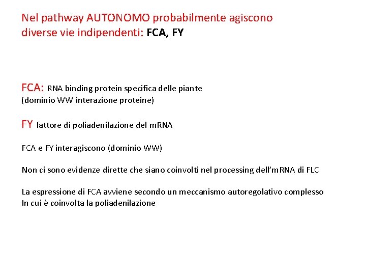 Nel pathway AUTONOMO probabilmente agiscono diverse vie indipendenti: FCA, FY FCA: RNA binding protein
