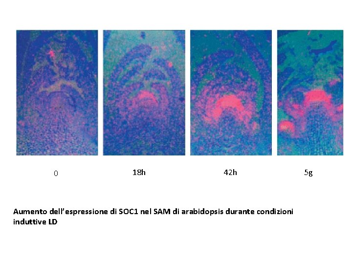 0 18 h 42 h Aumento dell’espressione di SOC 1 nel SAM di arabidopsis