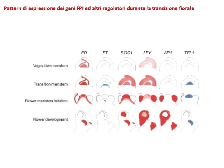 Pattern di espressione dei geni FPI ed altri regolatori durante la transizione fiorale 