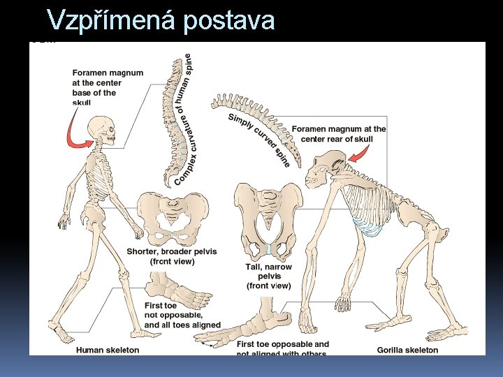 Vzpřímená postava 