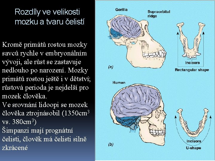 Rozdíly ve velikosti mozku a tvaru čelistí Kromě primátů rostou mozky savců rychle v