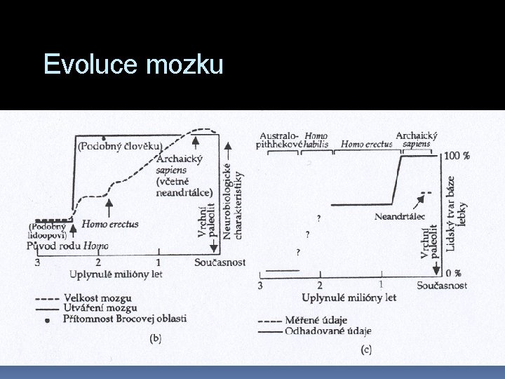Evoluce mozku 