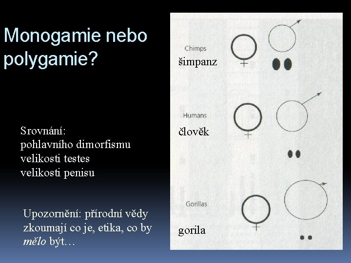 Monogamie nebo polygamie? Srovnání: pohlavního dimorfismu velikosti testes velikosti penisu Upozornění: přírodní vědy zkoumají