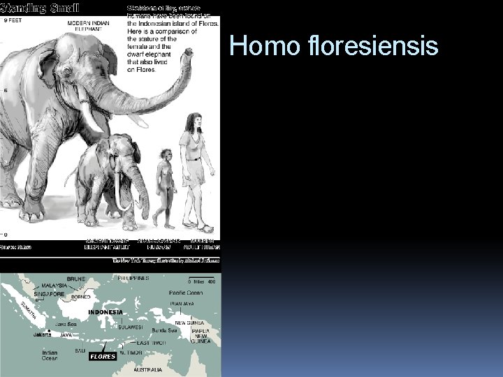 Homo floresiensis 
