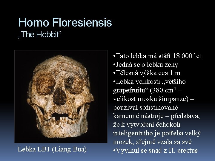 Homo Floresiensis „The Hobbit“ Lebka LB 1 (Liang Bua) • Tato lebka má stáří