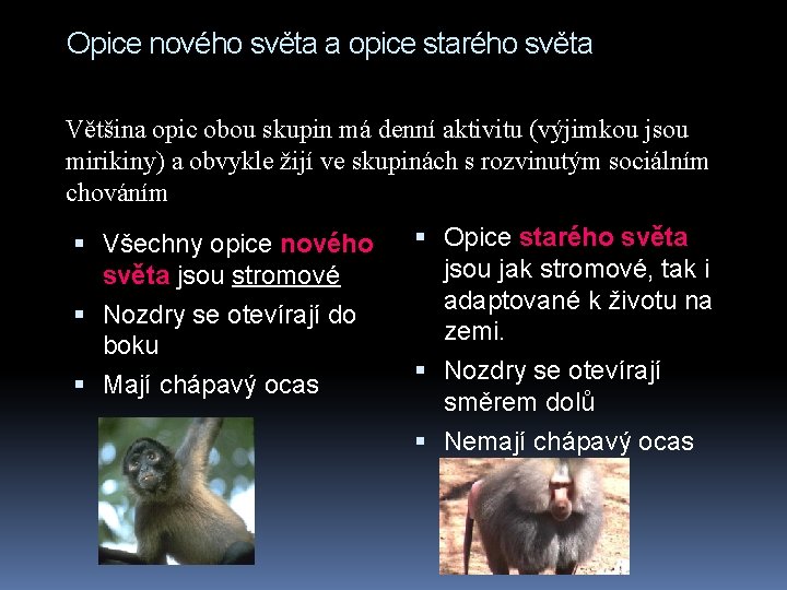 Opice nového světa a opice starého světa Většina opic obou skupin má denní aktivitu