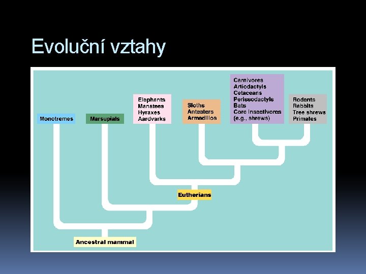 Evoluční vztahy 