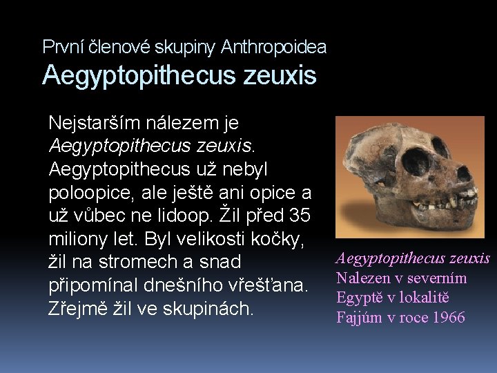 První členové skupiny Anthropoidea Aegyptopithecus zeuxis Nejstarším nálezem je Aegyptopithecus zeuxis. Aegyptopithecus už nebyl