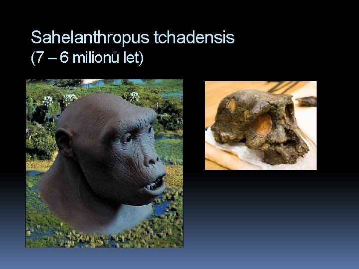 Sahelanthropus tchadensis (7 – 6 milionů let) 