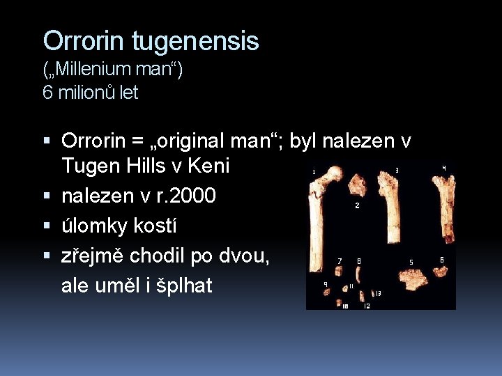 Orrorin tugenensis („Millenium man“) 6 milionů let Orrorin = „original man“; byl nalezen v