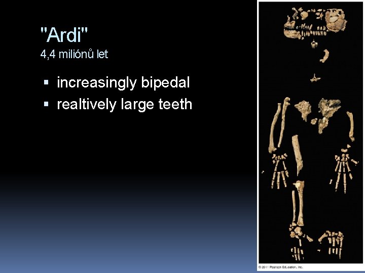 "Ardi" 4, 4 miliónů let increasingly bipedal realtively large teeth 