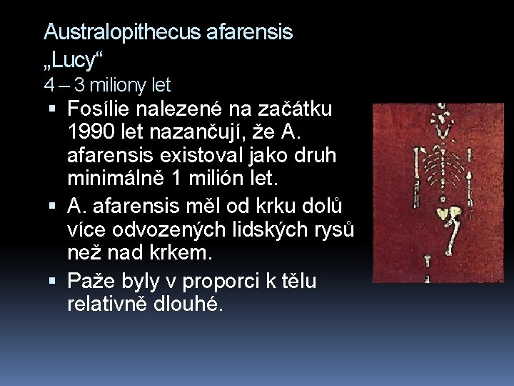 Australopithecus afarensis „Lucy“ 4 – 3 miliony let Fosílie nalezené na začátku 1990 let