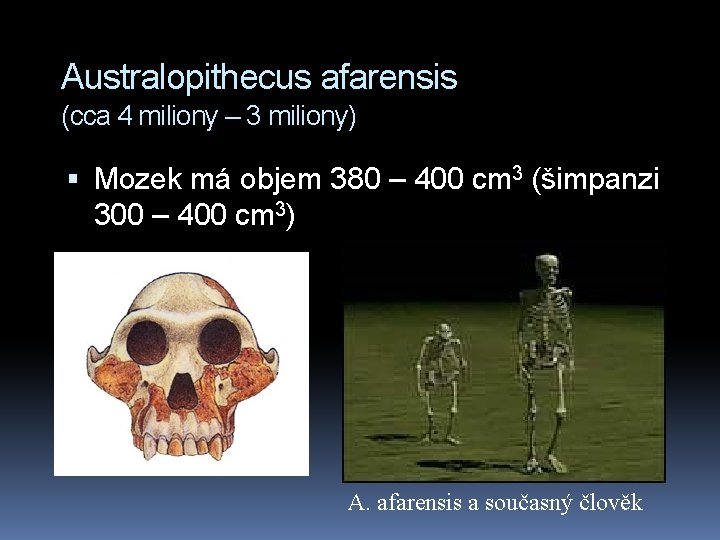 Australopithecus afarensis (cca 4 miliony – 3 miliony) Mozek má objem 380 – 400
