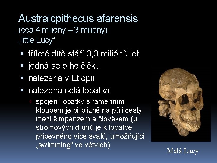 Australopithecus afarensis (cca 4 miliony – 3 miliony) „little Lucy“ tříleté dítě stáří 3,
