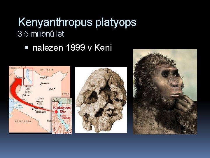 Kenyanthropus platyops 3, 5 milionů let nalezen 1999 v Keni 