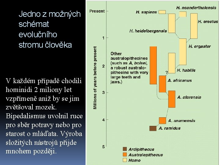 Jedno z možných schémat evolučního stromu člověka V každém případě chodili hominidi 2 miliony