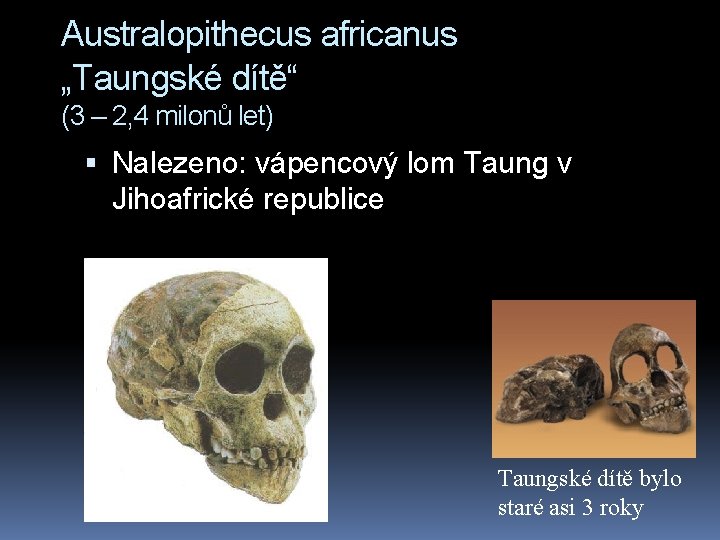 Australopithecus africanus „Taungské dítě“ (3 – 2, 4 milonů let) Nalezeno: vápencový lom Taung