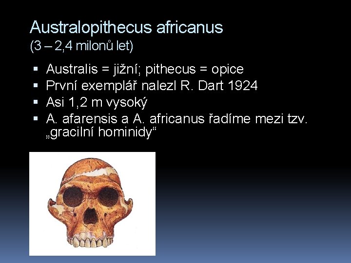 Australopithecus africanus (3 – 2, 4 milonů let) Australis = jižní; pithecus = opice