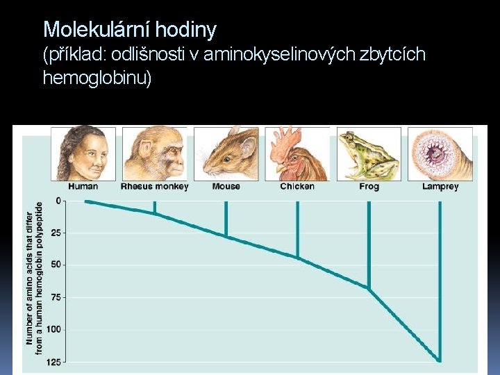 Molekulární hodiny (příklad: odlišnosti v aminokyselinových zbytcích hemoglobinu) 