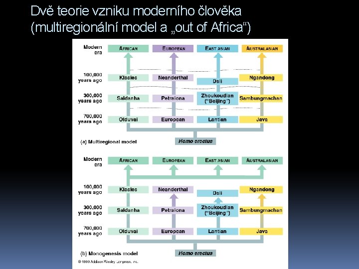 Dvě teorie vzniku moderního člověka (multiregionální model a „out of Africa“) 