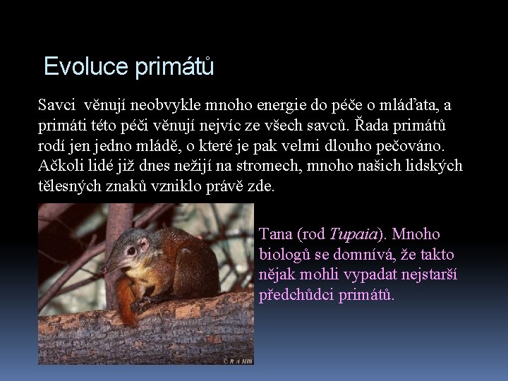 Evoluce primátů Savci věnují neobvykle mnoho energie do péče o mláďata, a primáti této