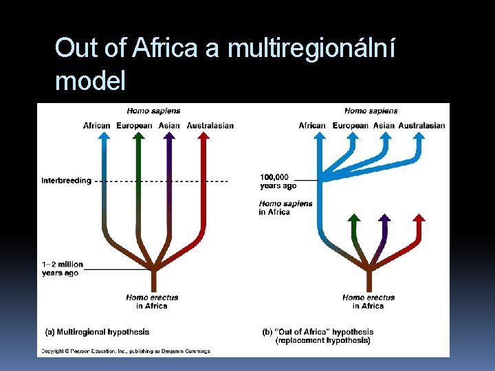 Out of Africa a multiregionální model 