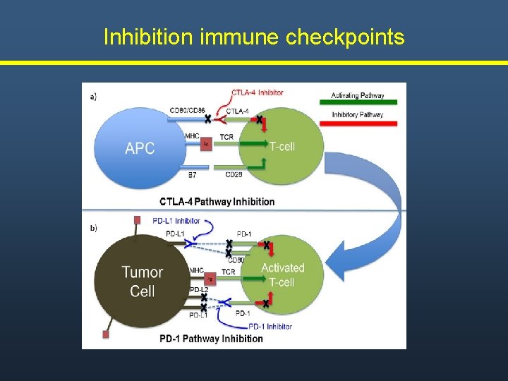 Inhibition immune checkpoints Inhibition immune checkpoints
