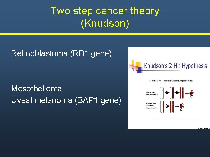 Two step cancer theory (Knudson) Retinoblastoma (RB 1 gene) Mesothelioma Uveal melanoma (BAP 1 Two step cancer theory (Knudson) Retinoblastoma (RB 1 gene) Mesothelioma Uveal melanoma (BAP 1