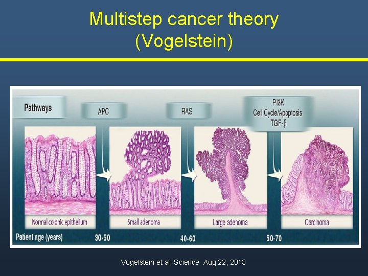 Multistep cancer theory (Vogelstein) Vogelstein et al, Science Aug 22, 2013 Multistep cancer theory (Vogelstein) Vogelstein et al, Science Aug 22, 2013