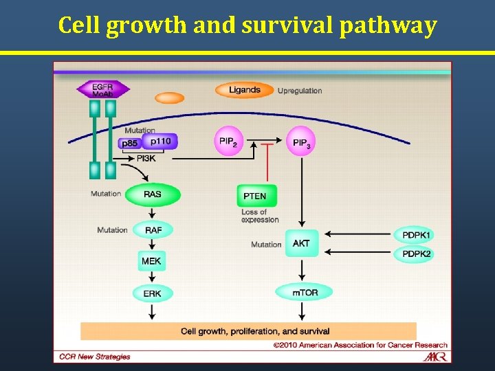 Cell growth and survival pathway Cell growth and survival pathway