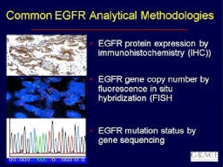 EGFR status EGFR status